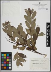 Foto von Salix atrocinerea Brot. x Salix phylicifolia L.